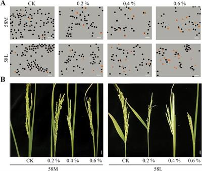 Response of young rice panicles to salt stress: insights based on phenotype and transcriptome analysis